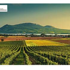 Sequestro di 2,5 milioni di litri di vino falsamente certificati DOP e IGP