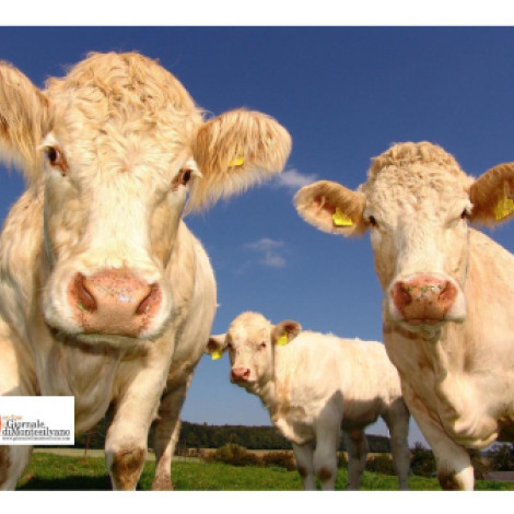 Abruzzo/Zootecnia: 2,5 milioni di euro 