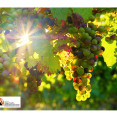 Viticoltura abruzzese,“cartografia parlante” per valorizzare i vitigni italiani, l’identità delle realtà produttive, attraverso contenuti multimediali immersivi