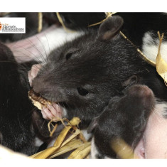 Abruzzo/Hantavirus, confronto Regione-Asl su situazione e protocolli