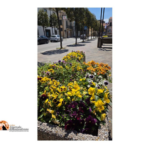 “Fossacesia in Fiore 2026”, concorso per cittadini e attività commerciali per abbellire la città