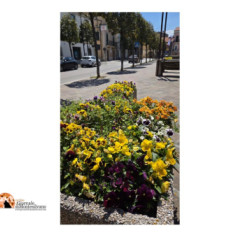 “Fossacesia in Fiore 2026”, concorso per cittadini e attività commerciali per abbellire la città