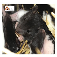 Abruzzo/Hantavirus, 