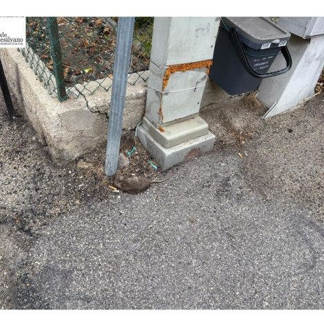 Montesilvano, topi in in via Adige. Carcassa di ratto: residente invia richieste a ASL e Comune.