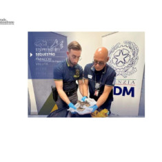Sequestrata una testa di coccodrillo appartenente a una specie protetta all’aeroporto di Torino Caselle