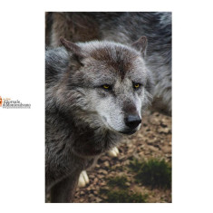 Lupi a Fossacesia. Sindaco chiede un intervento urgente e coordinato