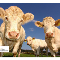 Abruzzo/Zootecnia: 2,5 milioni di euro 