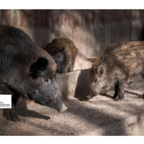 Abbattimento di famiglia di cinghiali a Rapallo: sabato 24 associazioni in corteo