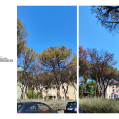 Pescara, diffida cocciniglia: 