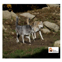 Strage di lupi, “Chi 