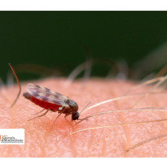 Abruzzo/West Nile e ad oggi non c'è alcuna emergenza sul nostro territorio