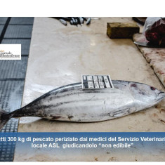Pescara, 13 tonni giudicati non commestibili sequestrati e distrutti