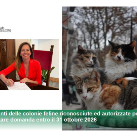 Pescara/Colonie feline, aperte le domande per ottenere un contributo del Comune
