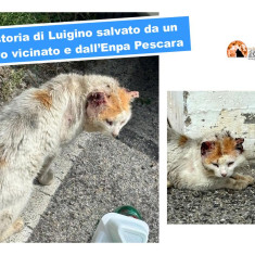 Montesilvano: Luigino, gatto randagio salvato da intero vicinato: 