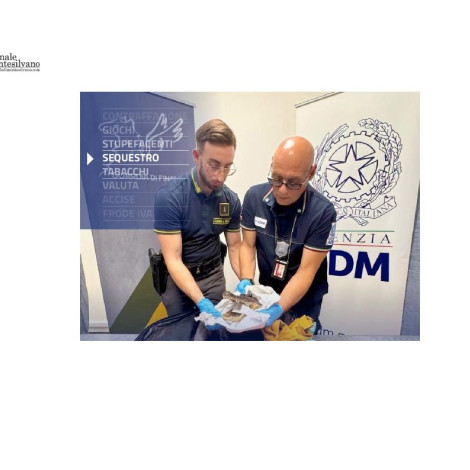 Sequestrata una testa di coccodrillo appartenente a una specie protetta all’aeroporto di Torino Caselle