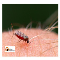 Abruzzo/West Nile e ad 