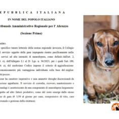 Trasacco sui cani randagi. Vittoria al Tar Abruzzo: annullato il bando del Comune
