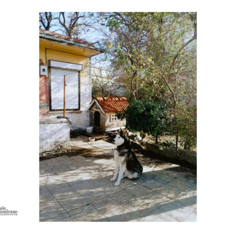 Sulmona, la diffida di Bettoschi per disporre il trasferimento dei cani da Ortona