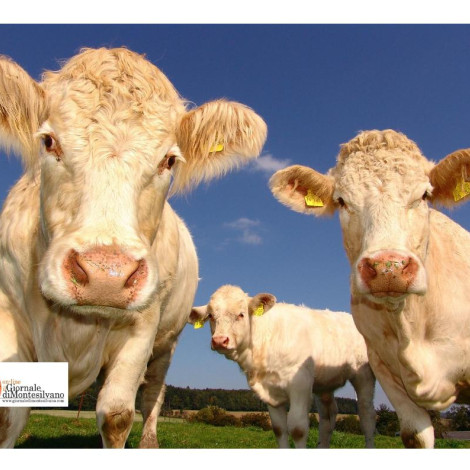 Abruzzo/Zootecnia: 2,5 milioni di euro 