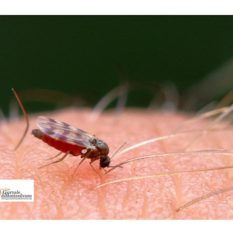Abruzzo/West Nile e ad oggi non c'è alcuna emergenza sul nostro territorio