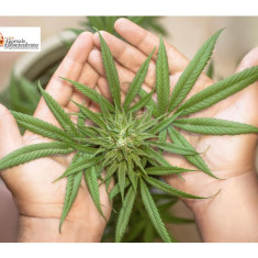 Tradito dal fiuto dei cani anti droga,  8 piante di cannabis di un metro nella serra hi - tech