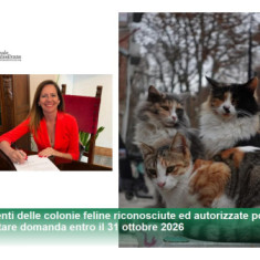 Pescara/Colonie feline, aperte le domande per ottenere un contributo del Comune