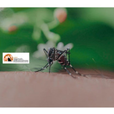 Montesilvano/prevenzione West Nile. Avvocato residente richiede disinfestazione straordinaria adulticida e larvicida