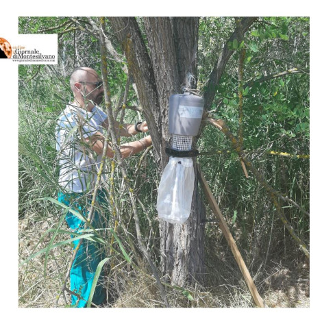 West Nile. Infezione contratta da zanzara autoctona