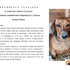 Trasacco sui cani randagi. Vittoria al Tar Abruzzo: annullato il bando del Comune