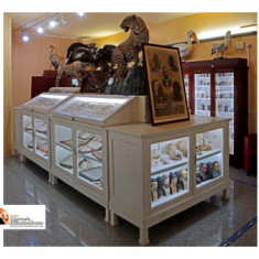 143 esemplari animali imbalsamati al Museo universitario della “d’Annunzio”