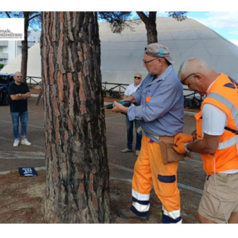 Montesilvano, i trattamenti contro la cocciniglia tartaruga del pino interessati 500 alberi.