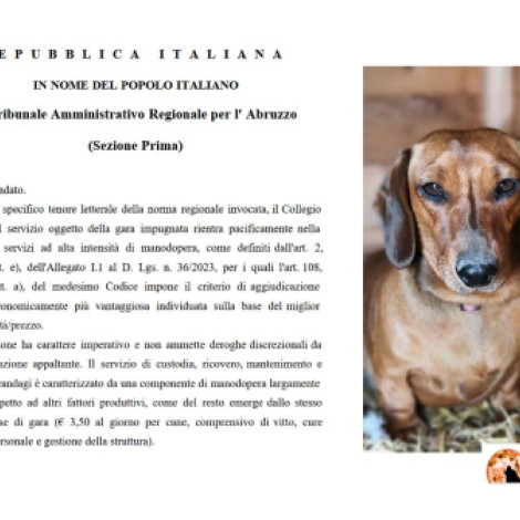 Trasacco sui cani randagi. Vittoria al Tar Abruzzo: annullato il bando del Comune