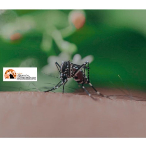 Montesilvano/prevenzione West Nile. Avvocato residente richiede disinfestazione straordinaria adulticida e larvicida