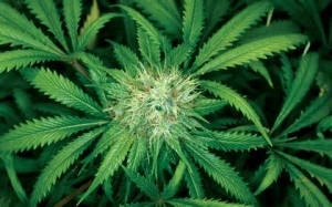 MARIJUANA NASCOSTA NEGLI SLIP, 22ENNE AI DOMICILIARI.