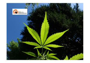 Scoperte piante di marijuana di due metri nel bosco di Torino di Sangro