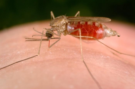 Brescia. Bimba muore di malaria. Mai stata in zone a rischio