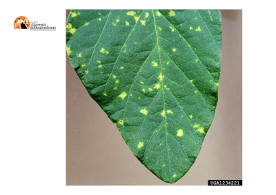 Abruzzo/Emergenza peronospora: ecco le risorse pronte