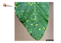 Abruzzo/Emergenza peronospora: ecco le risorse pronte