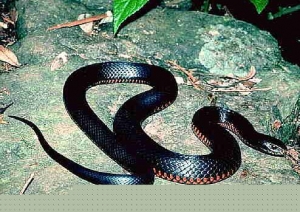 foto generica di biscia nera