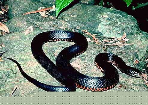 foto generica di biscia nera