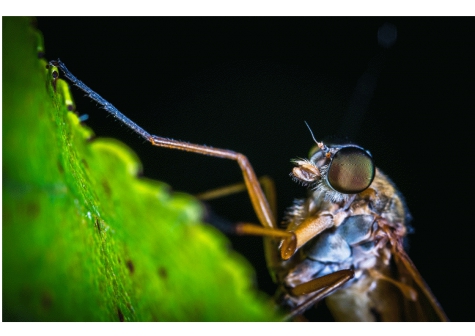Montesilvano/zanzare, da oggi disinfestazione d'agosto.