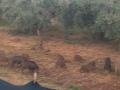 Ortona. Di Nardo: urgono interventi per cinghiali