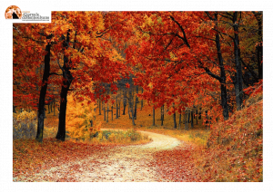 Festa dell’albero 2022: a partire dal 21 novembre tanti eventi in collaborazione con le sezioni locali del WWF Abruzzo