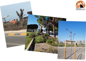 Montesilvano. Associazioni ambientaliste contro potature: "Di Nuovo le bande della motosega"