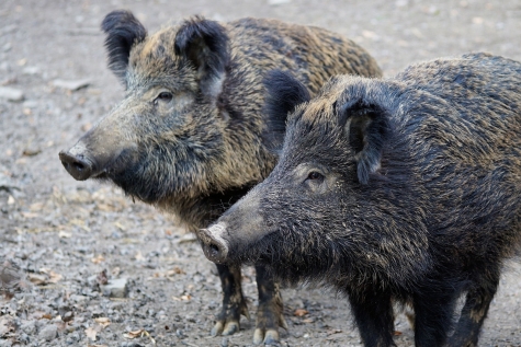 Caccia al cinghiale, ne provoca l’aumento e non la diminuzione