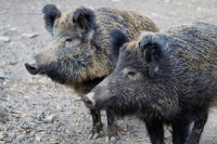 Caccia al cinghiale, ne provoca l’aumento e non la diminuzione