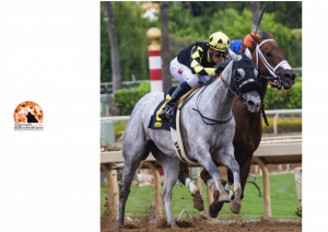 Scoperto Bookmaker maltese che dal 2016 raccoglieva scommesse in totale evasione d’imposta