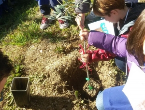 Loreto Aprutino. Ulivi nel "Giardino Profumoso" piantati dai bambini