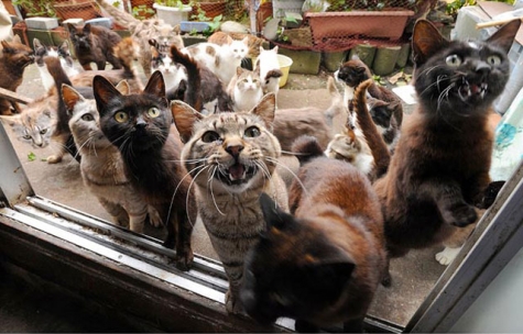 Pescara. 8Mila euro per censimento colonie feline. Bettoschi “lavoro inutile” e chiede revoca bando