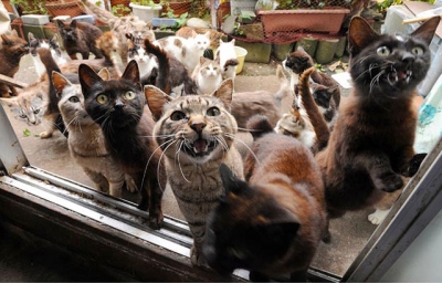 Pescara. 8Mila euro per censimento colonie feline. Bettoschi “lavoro inutile” e chiede revoca bando